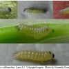 tom callimachus larva1 volg